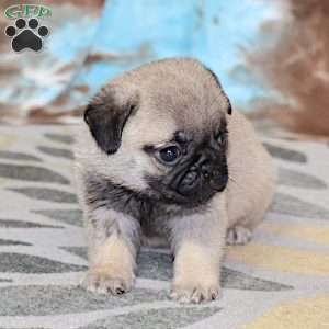 Monty, Pug Puppy